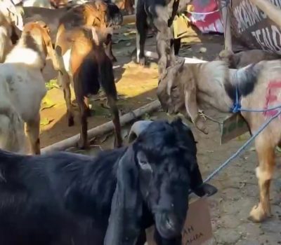 Semarak Hari Raya Idul Adha Di Sekolah Al Uswah Surabaya