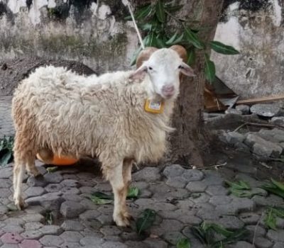 Hakekat Qurban, Wujud Rasa Syukur Seorang Hamba